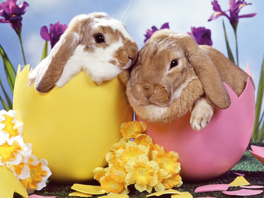 easter eggs rabbits traditions yorkshire news