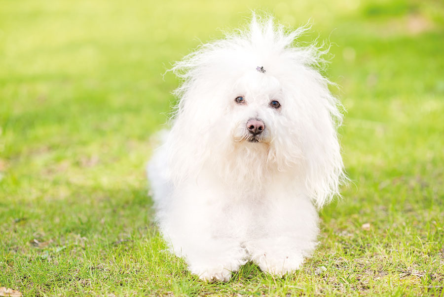 This Month'sDog Breed The Bolognese Yorkshire Reporter