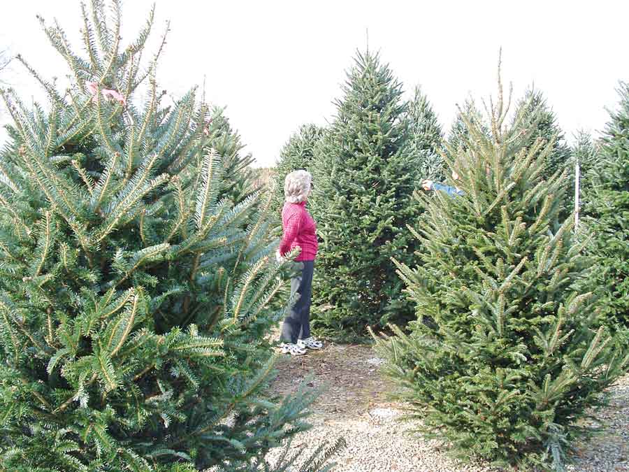 ADVICE ON CHRISTMAS TREES ROOTS OR NOT? Yorkshire Reporter